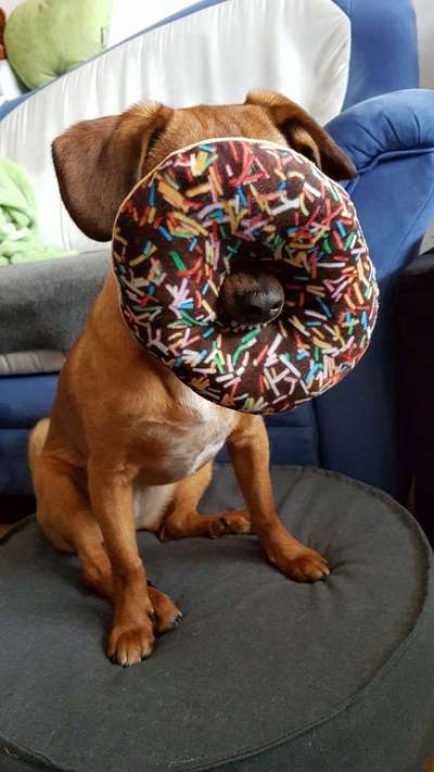 Lustigsten Bilder-Beitrag-Bild