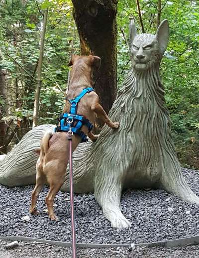 154. FotoChallenge * AUFS BILD GEMOGELT *-Beitrag-Bild