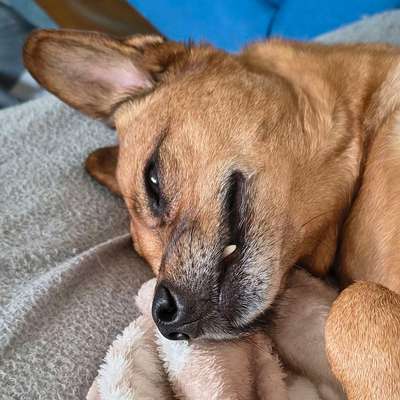 Alter 
Bailey aus dem Tierschutz-Beitrag-Bild