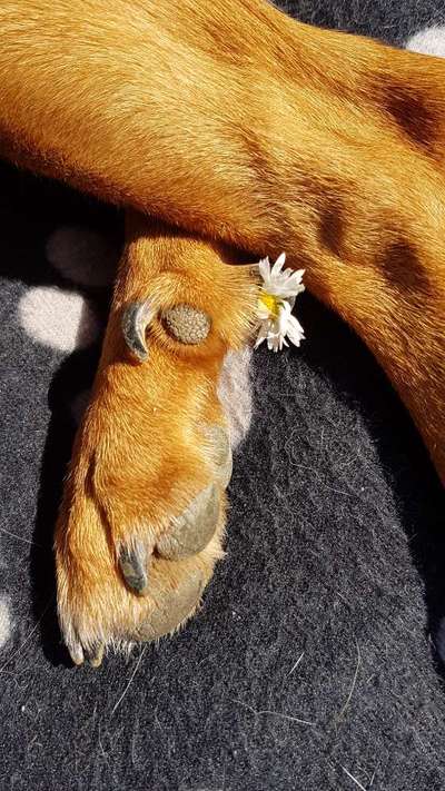 Dogorama Photo Challenge - Frühlingserwachen-Beitrag-Bild