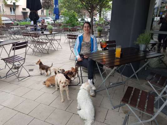 Hundetreffen-Kunterbunte kleine Hunde Runde-Bild