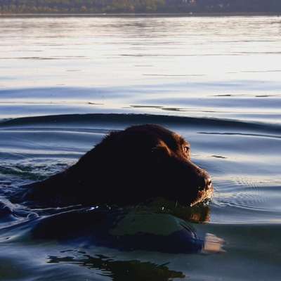Hundetreffen-Lotti sucht Gleichgesinnte-Profilbild