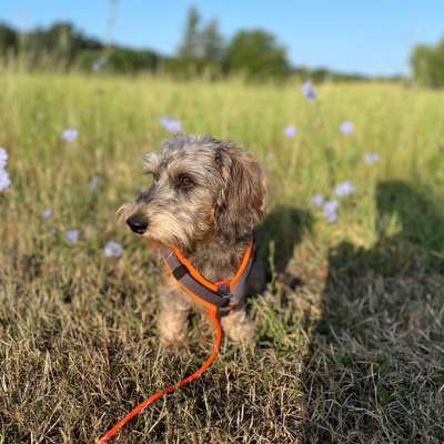 Hundetreffen-Spieltreffen und Socialwalks-Bild