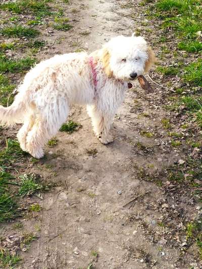 Goldendoodle?-Beitrag-Bild