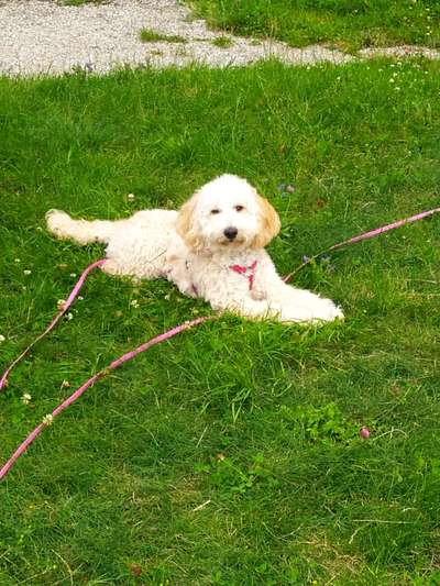 Goldendoodle-Beitrag-Bild
