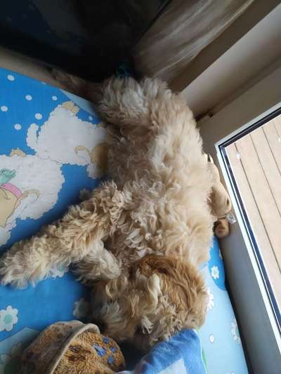 Goldendoodle?-Beitrag-Bild