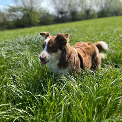 Hundetreffen-Horsten Friedeburg umzu
