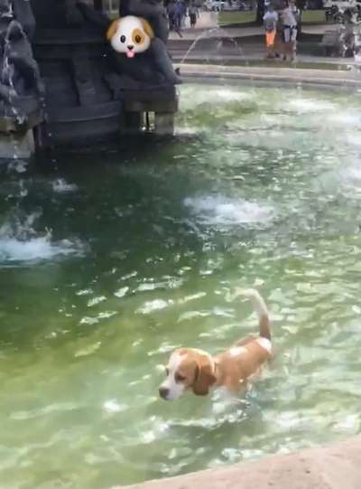 Dogorama-Monats-Challenge-Mai "Wasser"-Beitrag-Bild