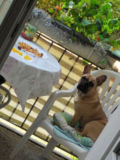 Französische Bulldoggen-Beitrag-Bild