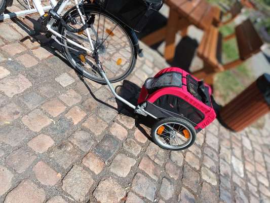 Radfahren mit Hund-Beitrag-Bild