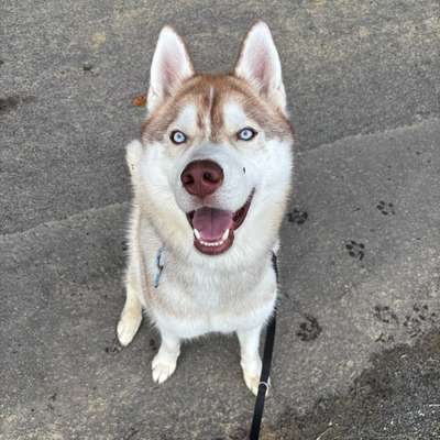Hundetreffen-Apollo sucht Spielfreunde-Bild