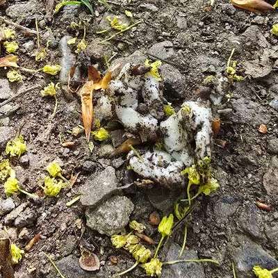 Giftköder-Evtl. Giftköder!-Bild