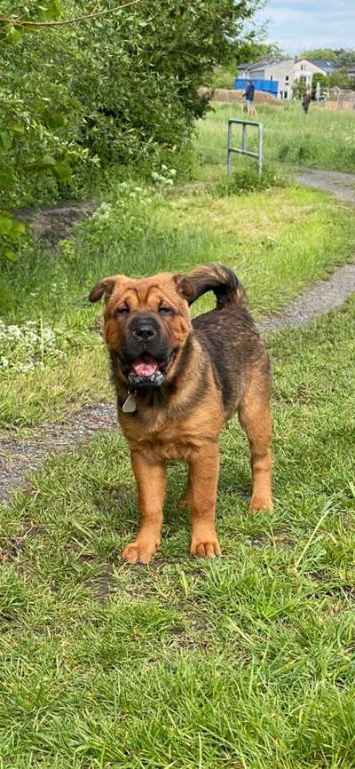 Shar Pei Mischlinge-Beitrag-Bild