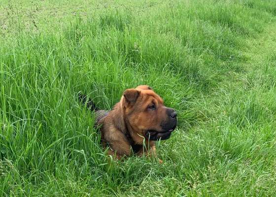 Die Dogorama Kalender Challenge Teil 3/4-Beitrag-Bild