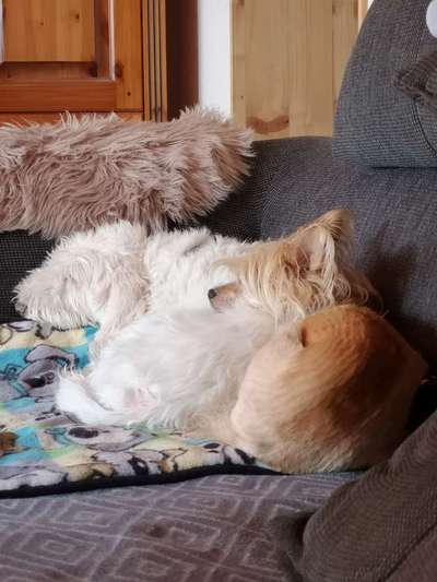 PBGV und Chinese Crested-Beitrag-Bild