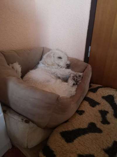 Die graue Eminenz-Beitrag-Bild