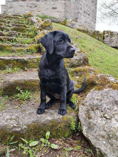 Welpen Bilder !-Beitrag-Bild