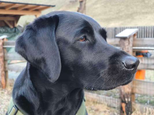 Hundetreffen-Trainingspartner Hundebegegnungen-Bild