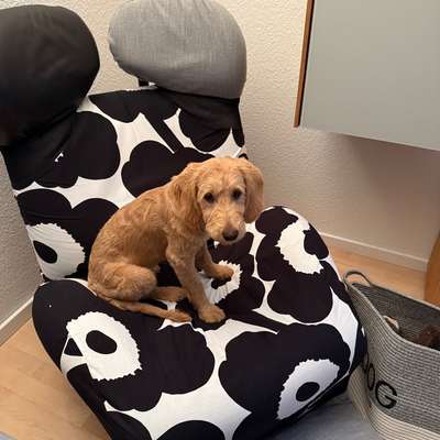 Goldendoodle-Beitrag-Bild