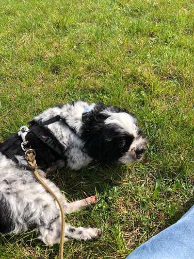 Hundetreffen-Gassi-Treffen für Mittelkleine-Bild