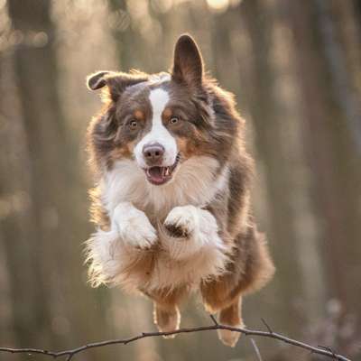 Hundetreffen-Gemeinsames spazieren und trainieren-Bild