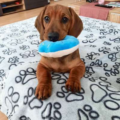 Welpen Bilder !-Beitrag-Bild