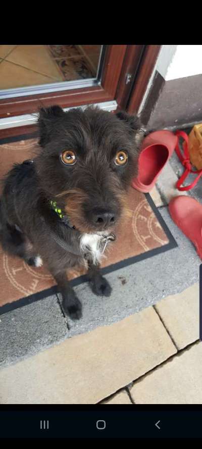 Hundetreffen-Gassi,- Spiel,- und Trainierfreunde für meine Terrier-Mischlingshündin gesucht-Bild
