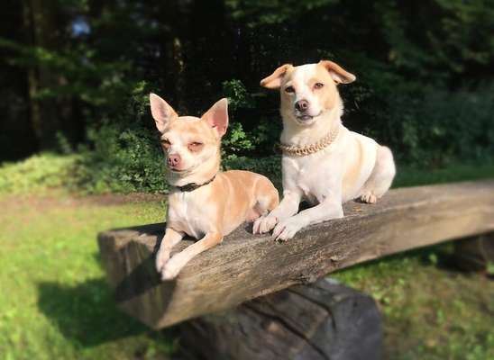 Wo sind die Chihuahua Besitzer ?-Beitrag-Bild