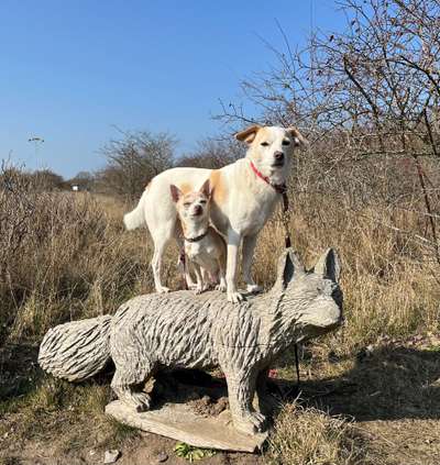 Welche Hunderasse-Beitrag-Bild