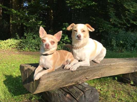 Welche Hunderasse-Beitrag-Bild