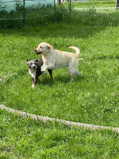 Hundetreffen-Welpenspielgruppe, Welpe- und Hundetreffe-Bild