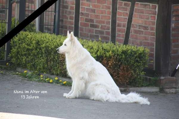 Fotochallenge Nr. 56 - geliebte Senioren-Beitrag-Bild