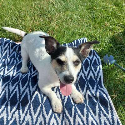 Welche Rasse könnte dies sein?-Beitrag-Bild