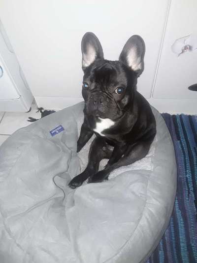 Kleine Hunde ganz Groß-Beitrag-Bild