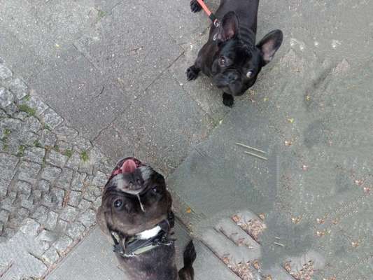 Bester Freund, Hundekumpel - zeigt her!-Beitrag-Bild