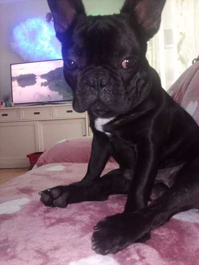 Französische Bulldoggen-Beitrag-Bild