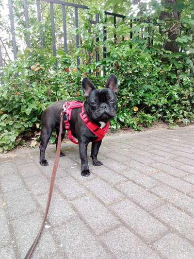 Fotochallenge 87: Im Park-Beitrag-Bild