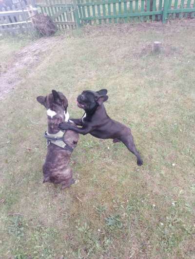 Bester Freund, Hundekumpel - zeigt her!-Beitrag-Bild