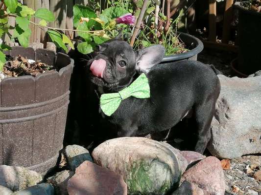 Welpen Bilder !-Beitrag-Bild