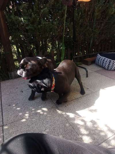 Bester Freund, Hundekumpel - zeigt her!-Beitrag-Bild