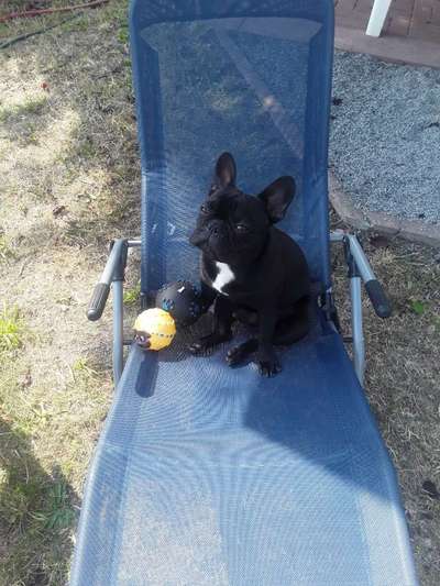 Wie heißt dein Hund?-Beitrag-Bild