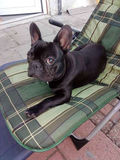 Französische Bulldoggen-Beitrag-Bild