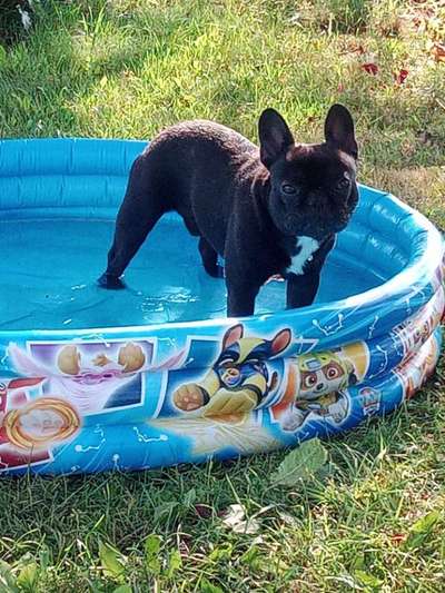 Französische Bulldoggen-Beitrag-Bild