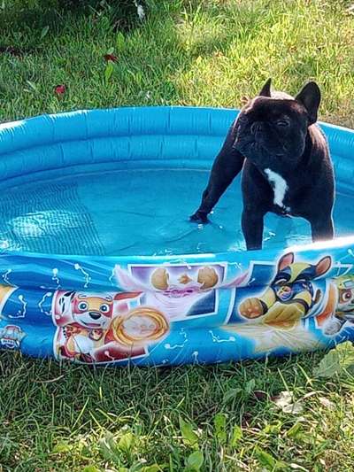 Französische Bulldoggen-Beitrag-Bild