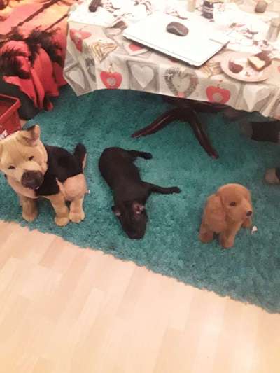 Dogorama Photo Challenge - Tarnung ist alles-Beitrag-Bild