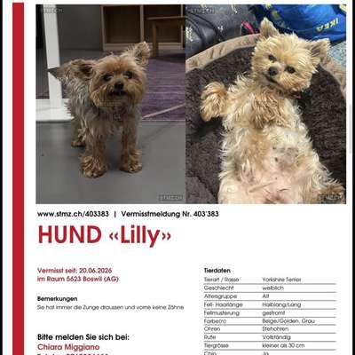 Suchmeldung-Lilly-Bild