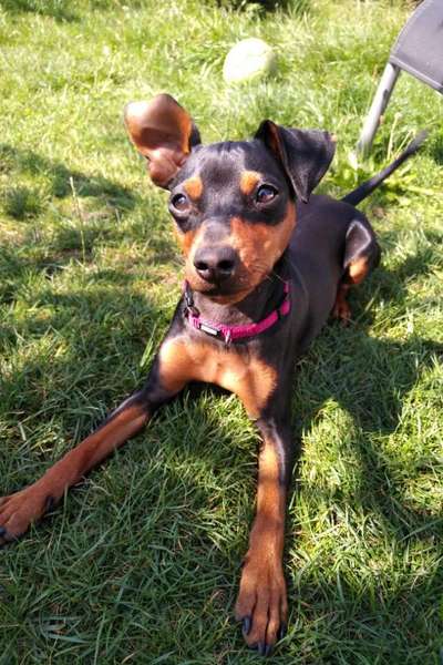 Wie heißt dein Hund?-Beitrag-Bild