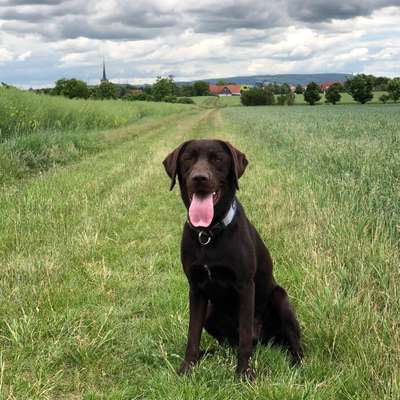 Hundetreffen-Spaziergang-Bild