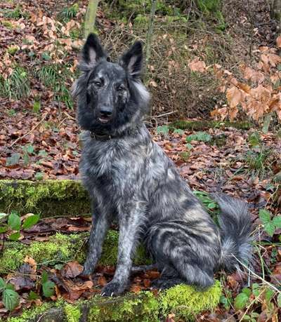 Holländische Schäferhunde-Beitrag-Bild