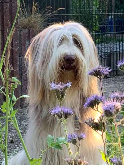 Die Dogorama Monats Challenge "Es grünt und blüht"-Beitrag-Bild